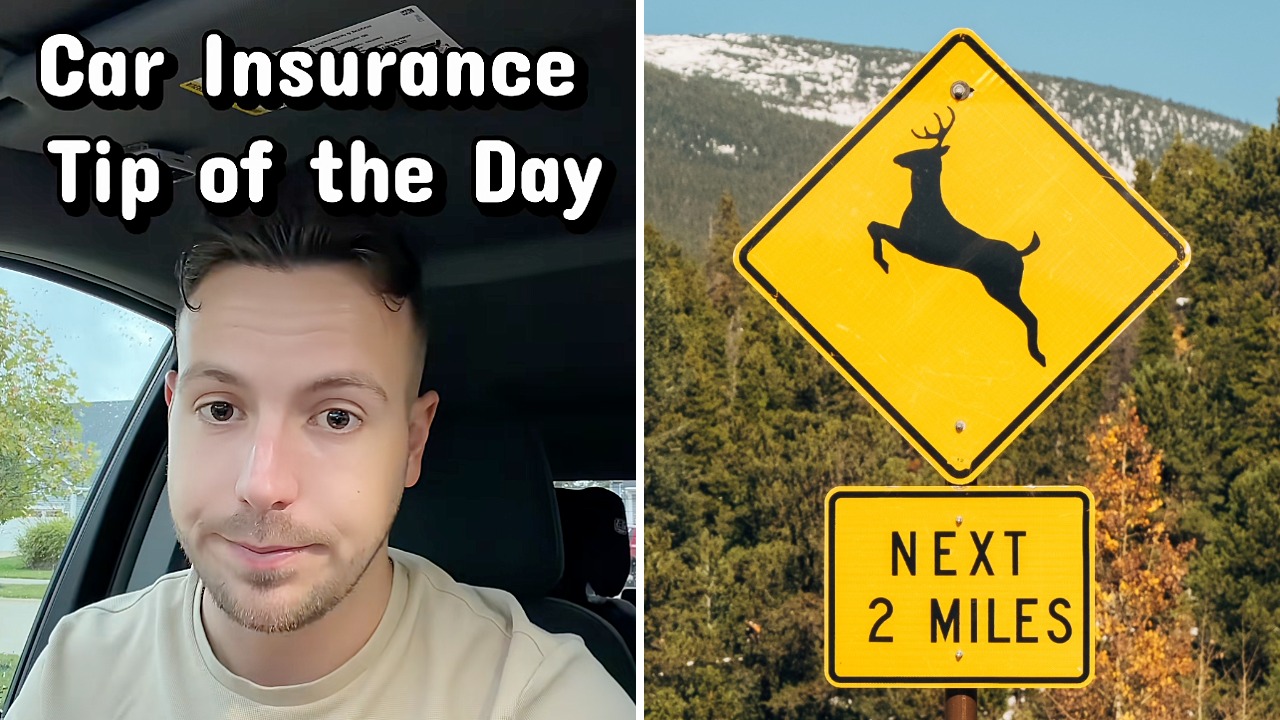 Insurance Agent Warns Drivers to Hit Deer Instead of Swerving